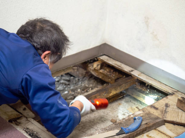 Best Local Mold Removal Service  in Lincolnshire, IL