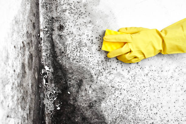 Certified Mold Removal in Lincolnshire, IL