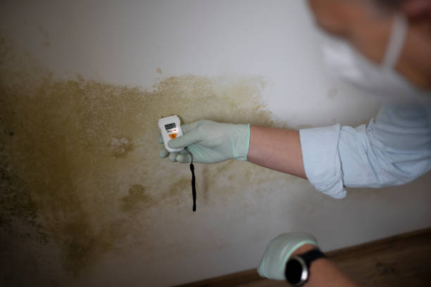 Best Mold Remediation  in Lincolnshire, IL