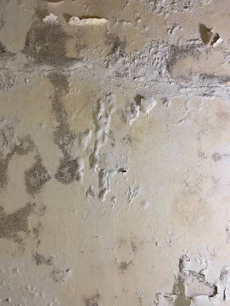 Best Mold Remediation  in Lincolnshire, IL