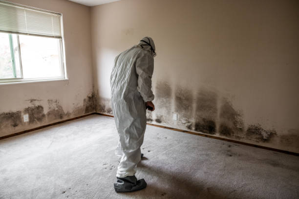 Best Black Mold Removal  in Lincolnshire, IL