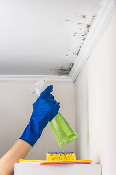 Home Mold Removal in Lincolnshire, IL